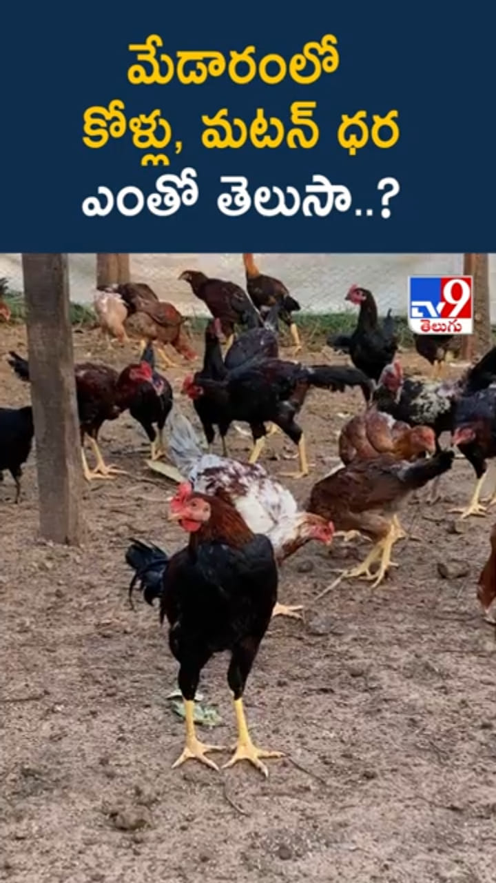 మేడారం జాతరకు వెళ్తున్నారా..? చికెన్, మటన్ ధర తెలిస్తే షాకే..!