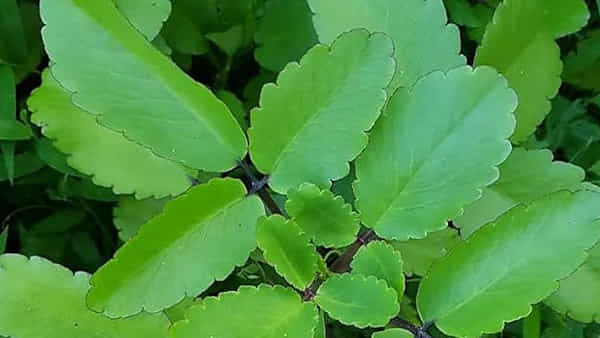 Health Tips: కిడ్నీల్లో రాళ్లను పిప్పి పిప్పి చేసే దివ్యౌషధం.. ఈ ఆకు లాభాలు తెలిస్తే అస్సలు వదిలిపెట్టారు..