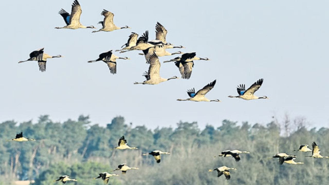 గాల్లో ఉండగానే నేలరాలుతున్న పక్షులు.. రోజుకు100కుపైగా మృత్యువాత.. అసలు మ్యాటరేంటంటే?