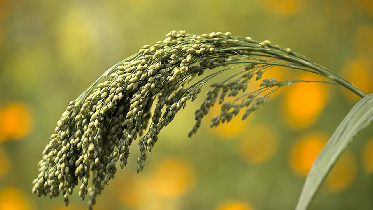 మిల్లెట్స్ గురించి ప్రత్యేకించి చెప్పాల్సిన అవసరం లేదు. వీటిలో పోషక విలువలు అధికంగా ఉంటాయి. ప్రోటీన్, ఫైబర్, మెగ్నీషియం, పొటాషియం, జింక్ వంటి సూక్ష్మపోషకాలతో సహా పోషకాలకు గొప్ప మూలం. 
