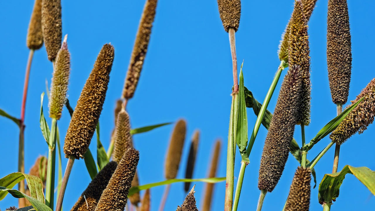 మిల్లెట్స్ లో తక్కువ గ్లైసెమిక్ ఉంటుంది.  ఇది బ్లడ్ లో షుగర్ లెవెల్స్ ను పెంచకుండా చూసుకుంటుంది. అంతే కాదు, ఇది డయాబెటిస్ ఉన్నవారికి మంచి ఫుడ్ అని చెప్పొచ్చు. 
