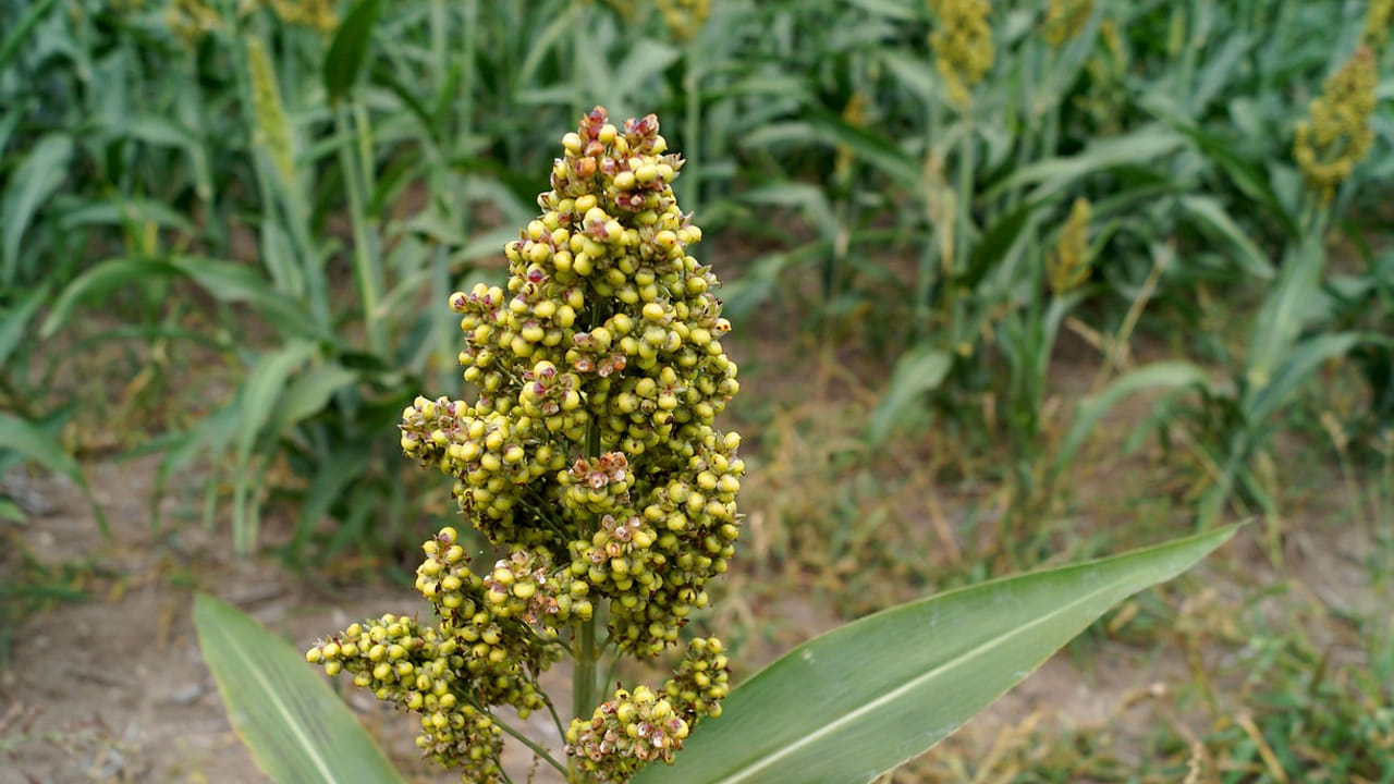 బరువు తగ్గడం:  మిల్లెట్లలో తక్కువ కేలరీలు ఉంటాయి. అవి బరువు తగ్గడానికి ఉపయోగపడతాయి. ఇవి రోజులో ఒక్కసారి తీసుకుంటే 
రోజంతా శక్తినిస్తుంది. అలాగే చిరుతిండి, అతిగా తినడాన్ని కూడా నివారిస్తాయి. 