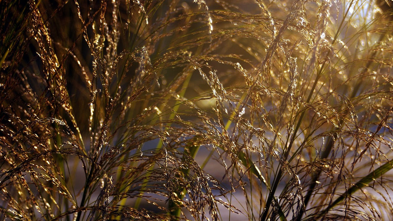 రోగనిరోధక శక్తి తక్కువగా ఉన్న వారు వీటిని తీసుకోవడం వలన యాక్టీవ్ గా ఉంటారు. అలాగే, శరీరంలో రోగనిరోధక శక్తిని బలోపేతం చేసేందుకు  సహాయపడతాయి. రోగనిరోధక వ్యవస్థ బలంగా ఉంటే ఏ వ్యాధులు కూడా మిమల్ని ఏం చేయలేవు. 
