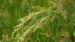 Real vs Fake Saffron: కుంకుమ పువ్వు నిజమైనదా నకిలీదా గుర్తించడం ఎలా? ఈ చిన్న ట్రిక్‌తో..