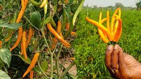 పసుపు మిరపకాయలు.. వీటి గురించి తెలిస్తే..