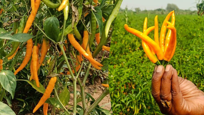 పసుపు మిరపకాయలు.. వీటి గురించి తెలిస్తే..