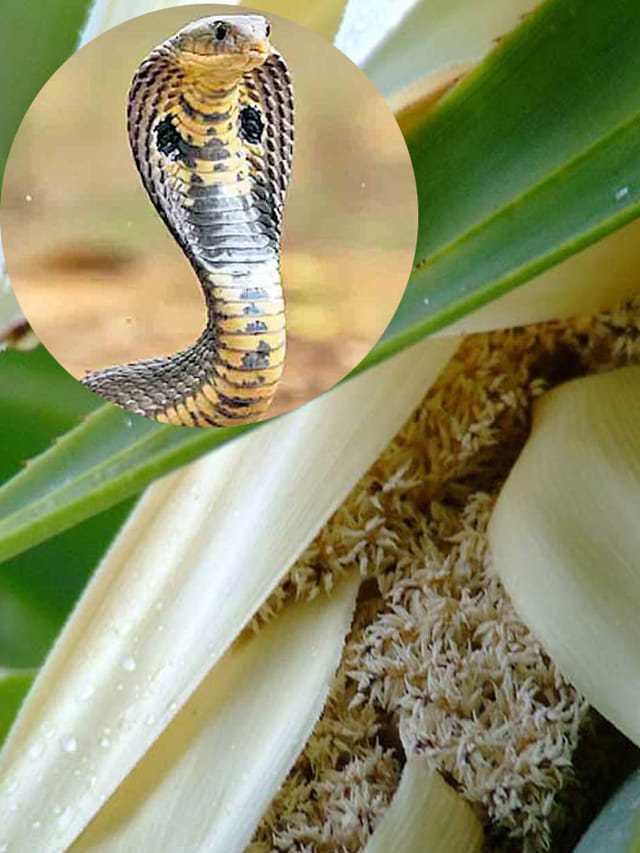 మొగలి పువ్వు వాసనకు నాగు పాములు పరిగెత్తుక వస్తాయంటారు.. నిజమేనా?