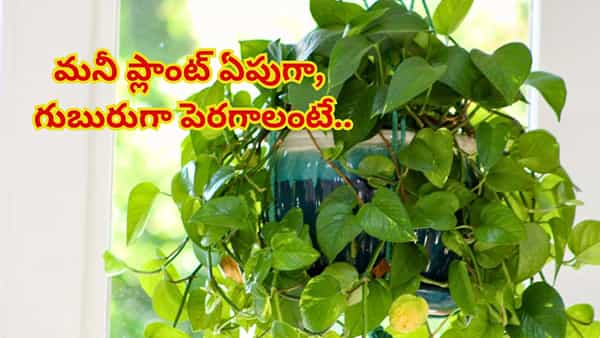 Money Plant Care Tips: మీ అదృష్ట మొక్క చలికి వాడిపోతుందా? ఇలా చేస్తే మనీ ప్లాంట్ ఏపుగా, గుబురుగా పెరుగుతుంది..!