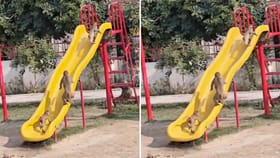 పార్కుల్లో ఊయల ఊగుతూ.. వానర గ్యాంగ్ హంగామా!