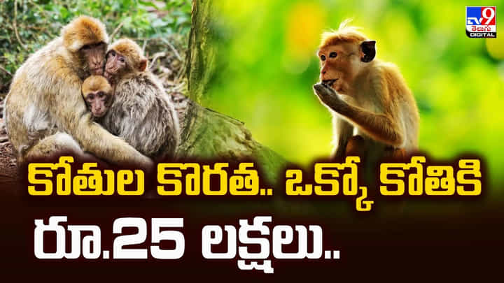 కోతుల కొరత.. ఒక్కో కోతికి రూ.25 లక్షలు ఇస్తాం కోతుల కొరత.. ఒక్కో కోతికి రూ.25 లక్షలు ఇస్తాం