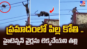 ప్రమాదంలో పిల్ల కోతి.. హైటెన్షన్‌ వైర్లను లెక్కచేయని తల్లి