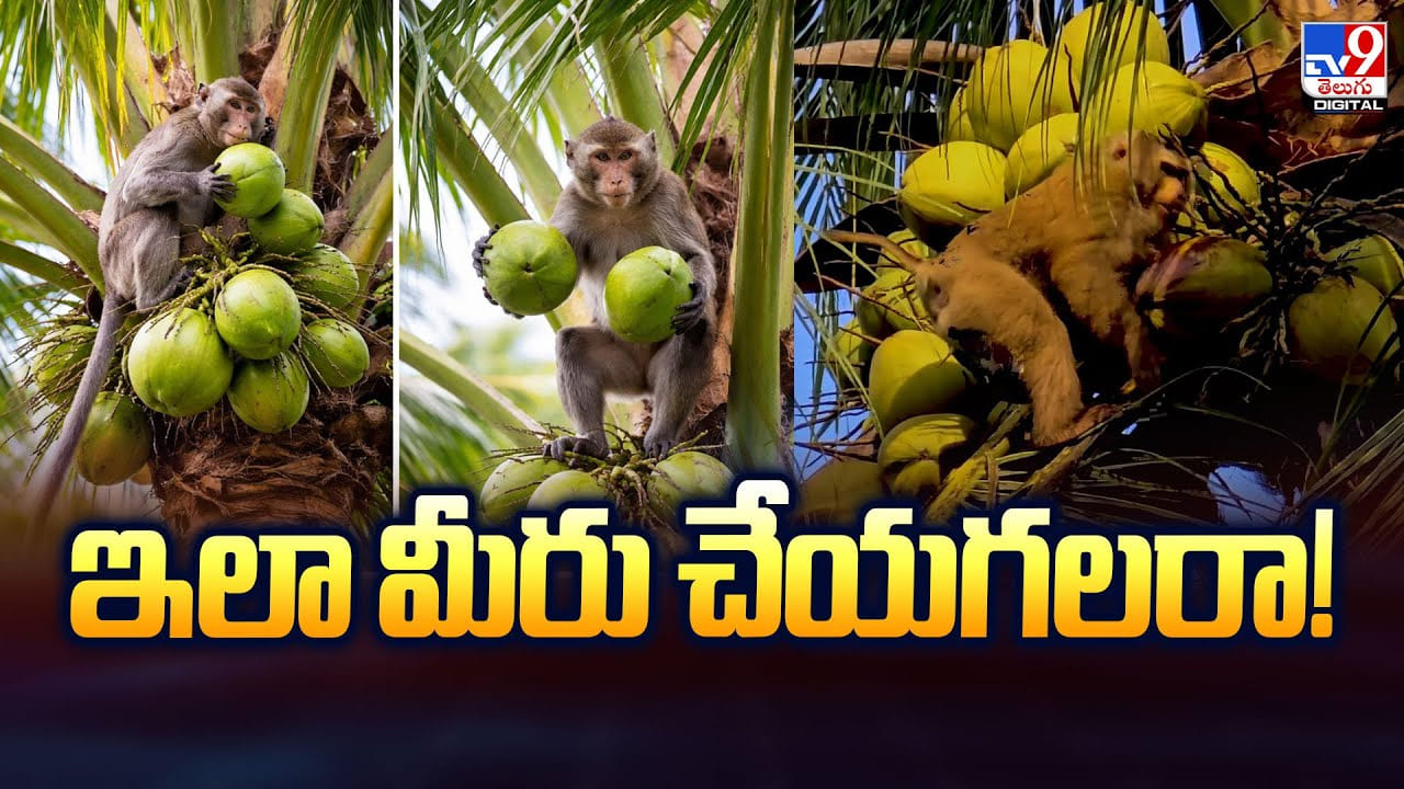 కొబ్బరిచెట్టుపై కాయలు కోస్తున్న కోతి.. నెట్టింట వీడియో వైరల్‌