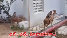 జింక వీపుపై కోతి స్వారీ చేస్తున్న అద్భుతమైన దృశ్యం..!