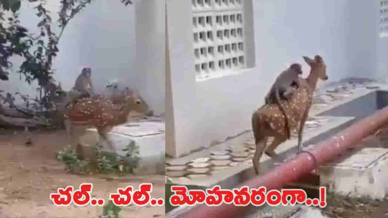 Viral Video: హుషారైన కోతి పిల్ల.. ఏంచక్కా జింకపై కూర్చొని స్వారీ.. చూస్తే నవ్వు ఆపుకోలేరు..!