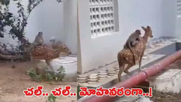 Viral Video: హుషారైన కోతి పిల్ల.. ఏంచక్కా జింకపై కూర్చొని స్వారీ.. చూస్తే నవ్వు ఆపుకోలేరు..!