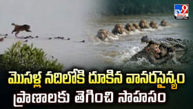 మొసళ్ల నదిలోకి దూకిన వానరసైన్యం ప్రాణాలకు తెగించి సాహసం