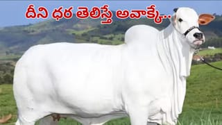 Kadapa: బాలుడి కలలోకి వచ్చిన దైవం.. వెళ్లి ఆ పుట్టను తవ్వమన్నాడు.. అలా చేసేసరికి..