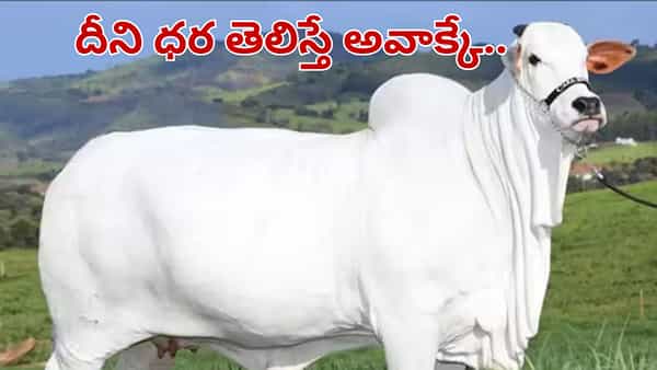 ప్రపంచంలోనే ఖరీదైన ఆవు.. ఏపీతో లింక్.. దీన్ని ధర తెలిస్తే నోరెళ్లబెట్టడం పక్కా..