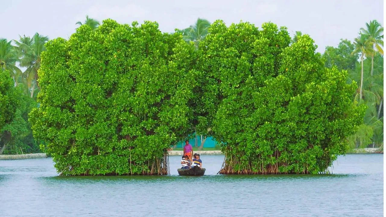 1. మున్నార్, కేరళ
జనవరిలో కేరళ రాష్ట్రంలోని మున్నార్(Munnar) ప్రాంతం చల్లని ఉదయాలు, మెల్లగా కదిలే మేఘాల దృశ్యాలతో మానసిక ఉల్లాసాన్ని కలిగిస్తుంది. టీ తోటలు, జలపాతాలు, జాతీయ పార్కులు, ప్రకృతి సోయగాలతో ఈ కాలంలో మరింత ఆకర్షణీయంగా ఉంటుంది. అందుకే పర్యాటకులు ఈ ప్రాంతంలో పర్యటించేందుకు ఎక్కువ ఆసక్తిని చూపిస్తుంటారు.