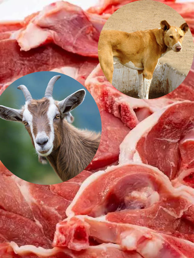 పండుగొచ్చింది..మీరు కొటున్న మటన్, మేకదా లేక కుక్కదా.. ఇలా తెలుసుకోండి!