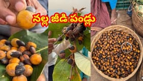 అరుదైన నల్ల జీడిపండ్లు ఎప్పుడైనా తిన్నారా? లెక్కలేనన్ని లాభాలు..!