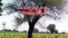 ఈ చెట్టును గుర్తుపట్టారా..? కంప కాదు.. ఒంటి నిండా ఔషధాల పుట్ట..!