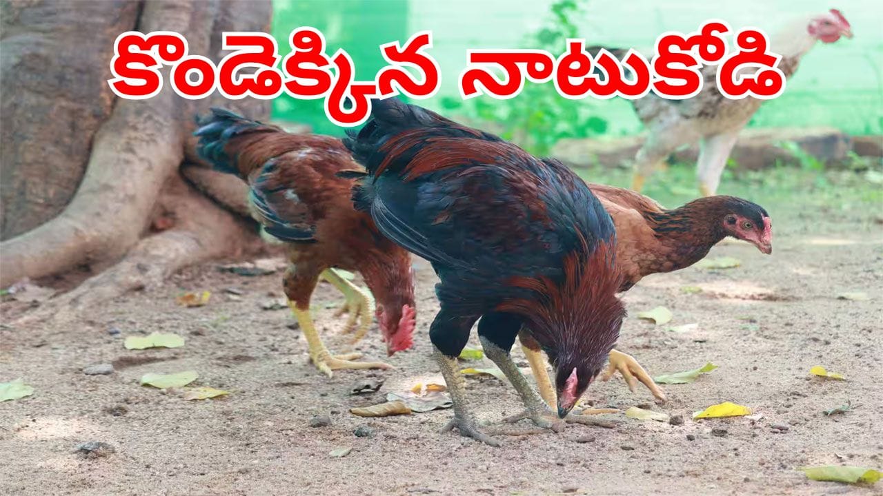 Natu Kodi Prices Hike: సంక్రాంతి ఎఫెక్ట్.. నాటుకోళ్ల ధరలకు రెక్కలు.. పండగపూట ముక్కలు కష్టమేనా?