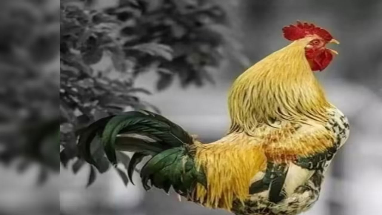 తెలుగు రాష్ట్రాల్లో చికెన్, మటన్ ధరలు భారీగా పెరిగాయి. మూడు రోజుల సంక్రాంతి పండుగలో భాగంగా చివరి రోజు కనుమ సందర్బంగా ఇంట్లో ప్రతీఒక్కరూ నాన్ వెజ్ వంటకాలు తింటారు. దీంతో పండుగ డిమాండ్ కారణంగా చికెన్, మటన్ ధరలు ఒక్కసారిగా పెరిగాయి.