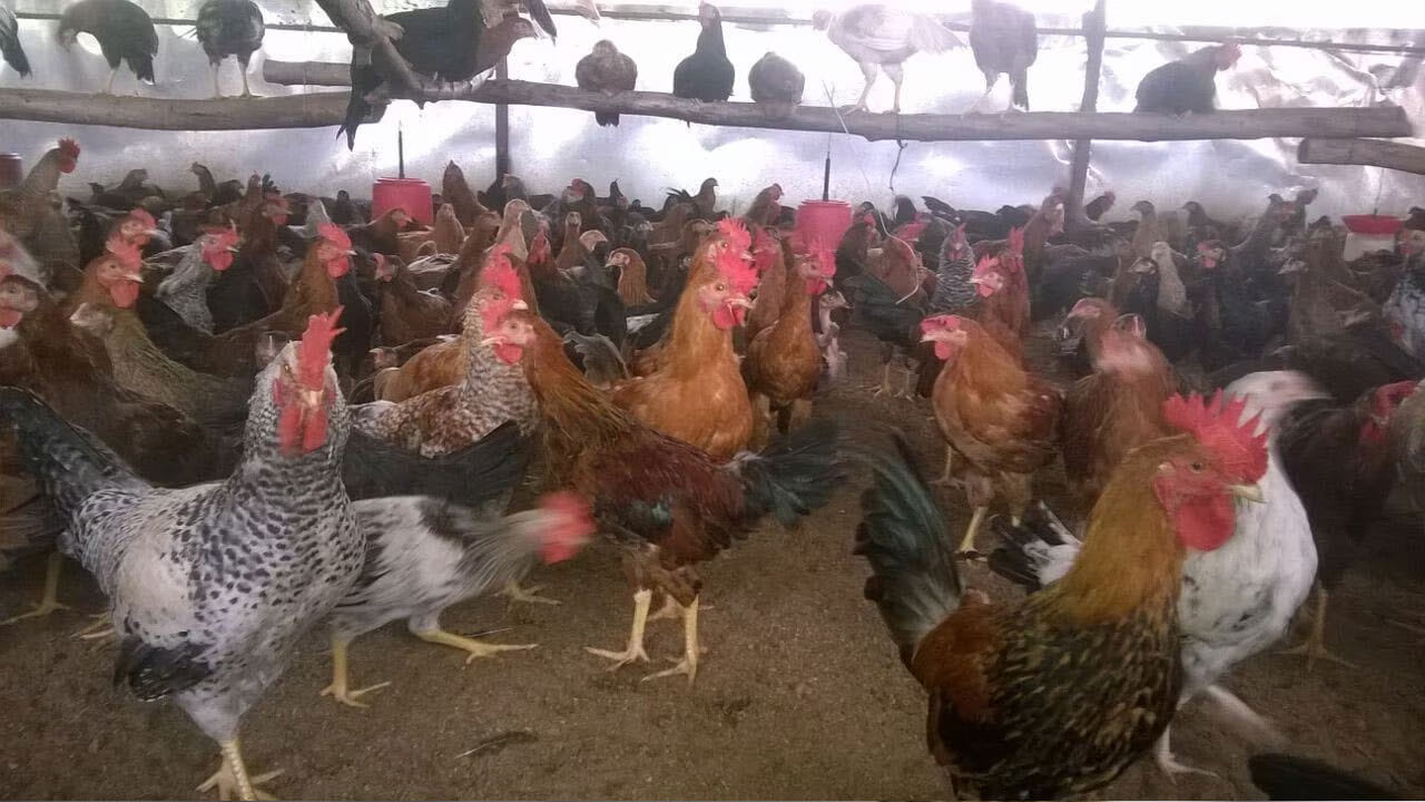 ప్రస్తుతం తెలుగు రాష్ట్రాల్లో కేజీ మటన్ రూ.1000 పలుకుతుండగా.. కేజీ చికెన్ రూ.300కిపైగా ఉంది. ఇక కొద్ది రోజుల క్రితం కేజీ చికెన్ రూ.200 నుంచి రూ.250 వరకు ఉండగా.. ఇప్పుడు ఏకంగా రూ.300 దాటింది. ఇక నాటుకోళ్లకు అయితే ఫుల్ డిమాండ్ పెరిగింది. కేజీ నాటుకోడి రూ.2 వేల వరకు పలుకుతోంది.