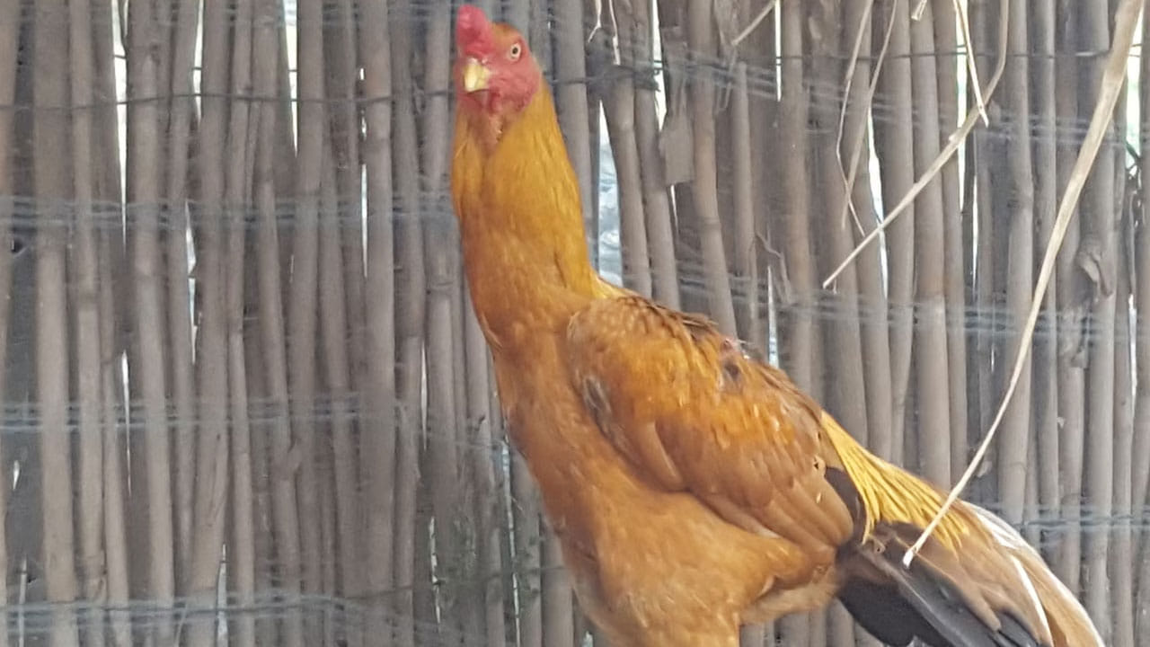 ఇక కేజీ బోన్ లెస్ మటన్ రూ.1250 పలుకుతుంది. పండగ డిమాండ్ ఉండటం, కోళ్ల ఉత్పత్తి తక్కువగా ఉండటం వల్ల రేటు పెరిగిందని యజమానులు చెబుతున్నారు. అయితే తెలంగాణలో మరో 10 రోజుల్లో మేడారం జాతర ఉంది. దీంతో చికెన్, మటన్ ధరలు మరింత పెరిగే అవకాశాలు కనిపిస్తున్నాయి.  దీంతో పెరిగిన ధరలతో సామాన్యులు షాక్ అవుతున్నారు.
