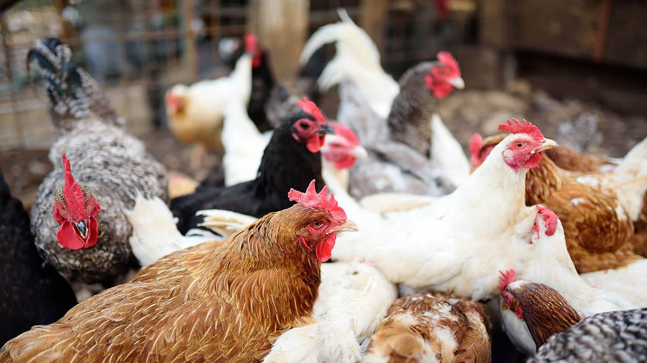 ఇక ఇవాళ కేజీ మటన్ బెన్ లెస్ రూ.1250పైగా పలుకుతోంది. సాధారణ రోజుల్లో కేజీ మటన్ రూ.800 వరకు ఉంటుంది. కానీ ఇప్పడు పండుగ కారణంగా ఏకంగా రూ.200పైగా పలికింది. ఇక చికెన్ ధర కూడా రూ.100 పెరిగింది. దీంతో కనుమ రోజు నాన్ వెజ్ తినాలంటే ఎక్కువ ఖర్చు పెట్టాల్సి వస్తుందని సామాన్యులు ఆవేదన వ్యక్తం చేస్తున్నారు.
