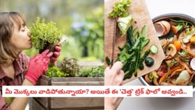 మీ మొక్కలు వాడిపోతున్నాయా? అయితే ఈ 'చెత్త' ట్రిక్ ఫాలో అవ్వండి..