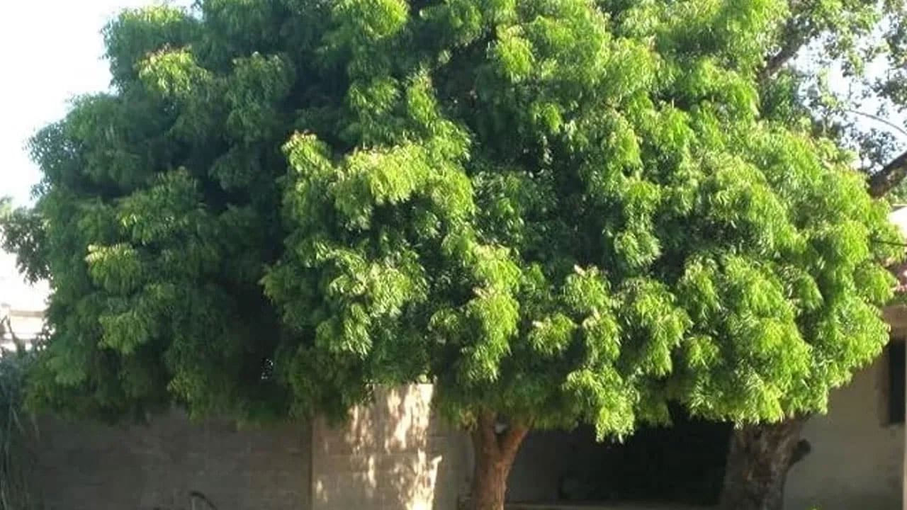 జ్యోతిష్య శాస్త్రంలో వాస్తు శాస్త్రానికి చాలా ప్రత్యేకత ప్రాముఖ్యత ఉంటుంది. అందుకే ప్రతి ఒక్కరూ తప్పకుండా వాస్తు నియమాలు పాటించాలని చెబుతుంటారు. అయితే చాలా మంది వేప చెట్టును పవిత్రమైనది గా భావించి, ఇంటిలో పెట్టుకుంటారు. కానీ ఇది సరైన దిశలో లేకపోతే అనేక సమస్యలు వస్తాయంటున్నారు వాస్తు శాస్త్ర నిపుణులు. దీని గురించి పూర్తి సమాచారం తెలుసుకుందాం.