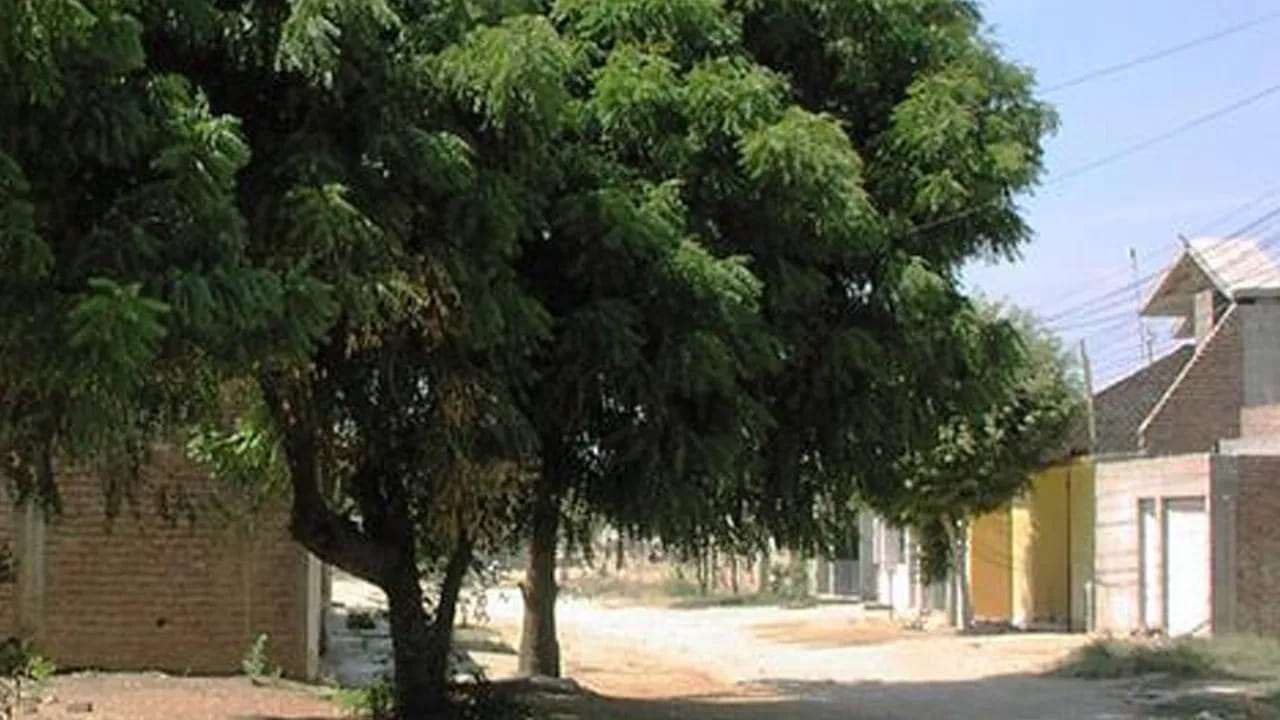 వేప చెట్టు ఇంటి వద్ద ఉండటం మంచిదే. కానీ ఇది ఎప్పుడూ ఇంటి ప్రధాన ద్వారానికి ఎదురుగా ఉండకూదంట. అంతే కాకుండా ఇంటి నైరుతి లేదా దక్షిణ దిశలో వేప చెట్టు ఉండటం అస్సలే మంచిది కాదు అని చెబుతున్నారు వాస్తు శాస్త్ర నిపుణులు. దీని వలన అనేక సమస్యలు వస్తాయంట.