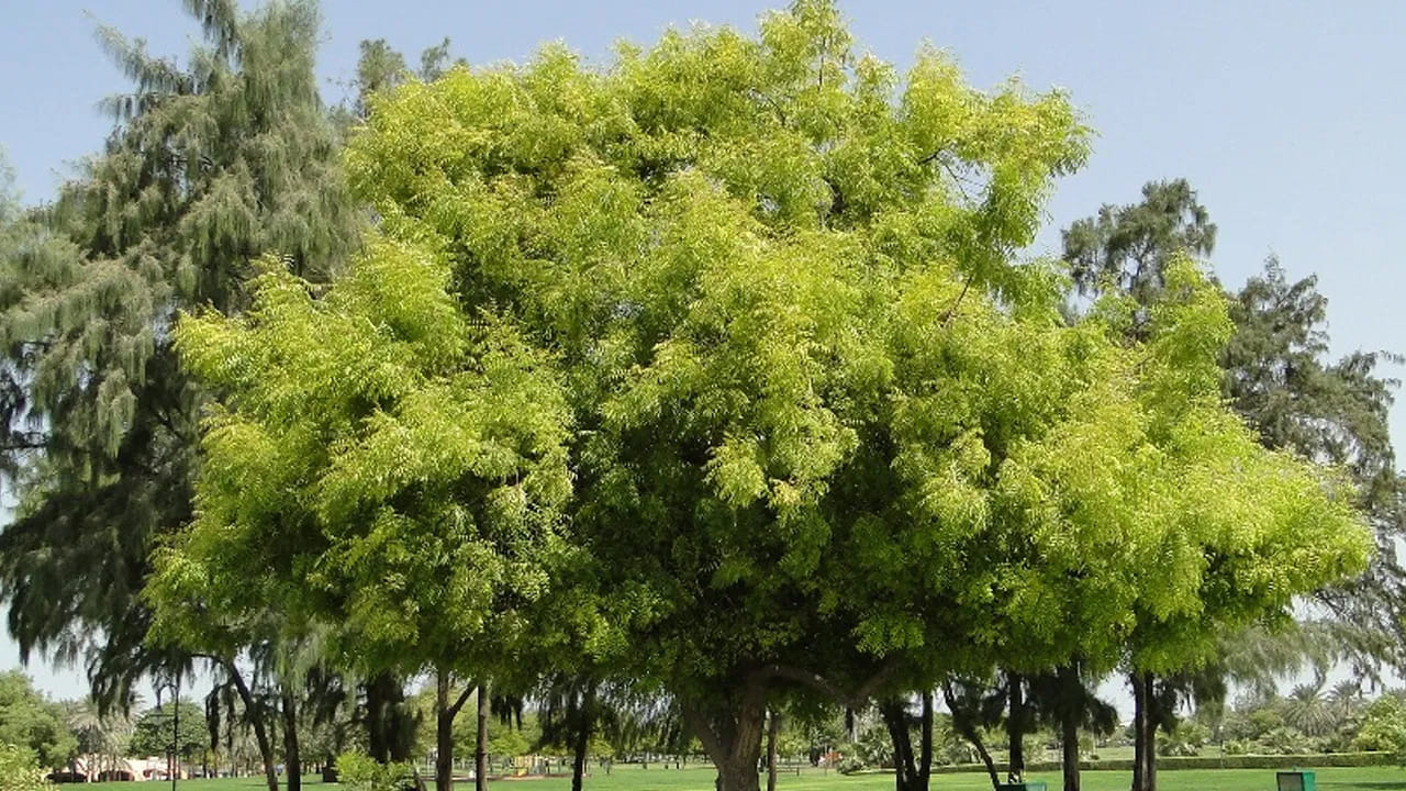 అలాగే మన ఇంటి వద్ద ఉండే వేప చెట్టు నీడ మధ్యాహ్నం 12 గంటల నుంచి సాయంత్రం 4 గంటల వరకు నేరుగా మన ఇంటిపై పడకూడదంట. ఇది చాలా ప్రమాదకరం అని చెబుతున్నారు వాస్తు శాస్త్ర నిపుణులు. ఇది నేరుగా ఇంటి మీద పడటం వలన ఛాయ దోషం కలుగుతుందంట. దీని కారణంగా ఇంటిలో అనేక సమస్యలు ఏర్పడుతాయి. ముఖ్యంగా ఇంటిలోని వారు ఎక్కువగా అనారోగ్య సమస్యల బారినపడుతారంట. ముఖ్యంగా దక్షిణ దిశలో వేప చెట్టు ఉంటే, దాని నీడ చాలా వరకు ఇంటిమీద పడుతుందంట.