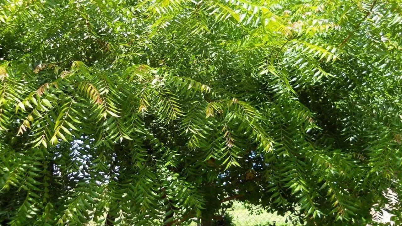 ఇక వేప చెట్టు ఇంటికి తూర్పు దిశలో ఉండాలంట. ముఖ్యంగా వేప చెట్టు వేర్లు మన ఇంటి పునాదిని తాకకూడదంట. అలా ఉన్నప్పుడు మాత్రమే ఎలాంటి వాస్తు దోషం కుటుంబం, ఇంటిపై ప్రభావం చూపదు అని చెబుతున్నారు వాస్తు శాస్త్ర నిపుణులు.