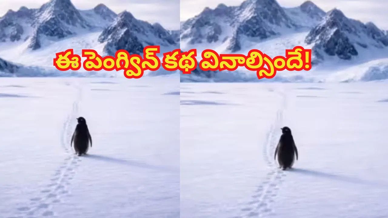Penguin Story: 20ఏళ్లుగా ఈ ప్రపంచాన్ని తన వైపుకు తిప్పుకుంటున్నపెంగ్విన్‌..! ఎందుకో తెలిస్తే మీరు కూడా..