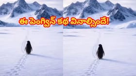 20ఏళ్లుగా ఈ ప్రపంచాన్ని తన వైపుకు తిప్పుకుంటున్నపెంగ్విన్‌..!