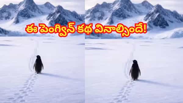Penguin Story: 20ఏళ్లుగా ఈ ప్రపంచాన్ని తన వైపుకు తిప్పుకుంటున్నపెంగ్విన్..! ఎందుకో తెలిస్తే మీరు కూడా..