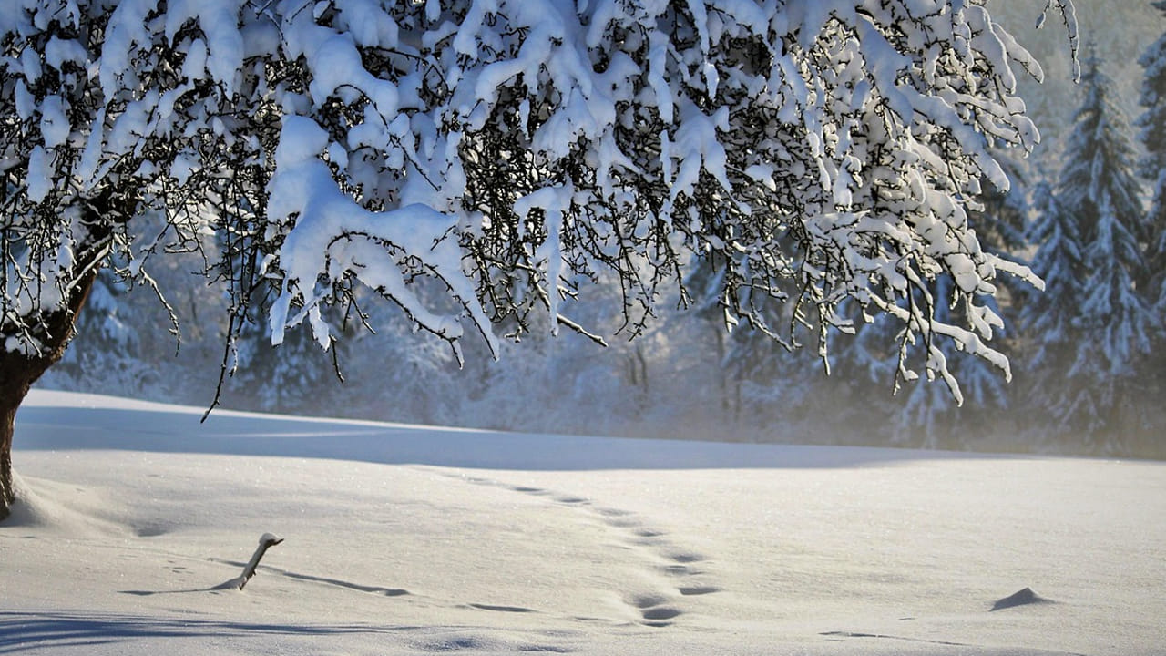 ఎందుకంటే అక్కడ ఉండే మంచు చనిపోయిన మృతదేహాలను కుళ్ళిపోకుండా చేస్తుంది. దీని వలన వ్యాధులు కూడా వచ్చే అవకాశం ఉంది. ఆ ప్రదేశంలో ఉండే స్మశానవాటికను చివరి సారిగా 1950 లో మూసివేశారు. అయితే, ఇలా చేయడానికి ప్రధాన కారణం కూడా ఉంది. 