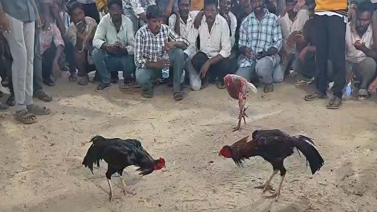 కేక్‌ కట్‌ చేసి మరీ.. కోళ్ల పందేలు షురూ.. డ్యామిట్‌ కథ అడ్డం తిరిగింది.. ఎక్కడివాళ్లక్కడ పరార్‌!