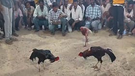 పందెంరాయుళ్లను పరేషాన్‌.. దెబ్బకు పరుగో పరుగు!