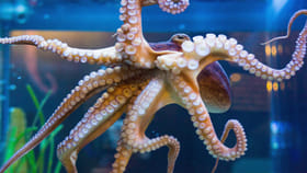 అక్టోపస్‌ జీవి గురించి మీకు తెలుసా..? ఆశ్చర్యపోయే నిజాలు!