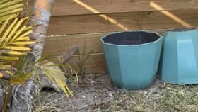 మీకో సవాల్ ఈ చిత్రంలో దాగి ఉన్న బల్లిని 15 సెకన్లలో కనిపెట్టండి