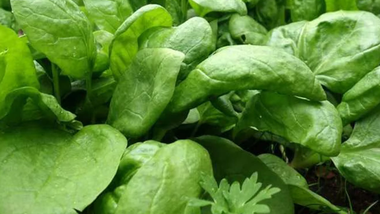 పాలకూర : పాలకూరలో పోషకాలు, విటమిన్లు ఉంటాయి. పాలకూరను తినడం వలన ఎముకలు బలంగా అయ్యేలా చేస్తాయి. పాలకూరలో ఆక్సాలిక్ ఆమ్లం కూడా ఉంటుంది. దీనిని తినే ముందు వైద్యులను సంప్రదించి తినడం మంచిది. 