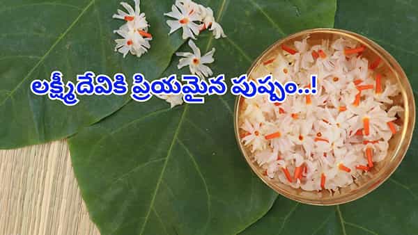 లక్ష్మీపూజలో అతి ముఖ్యమైనది ఈ పుష్పం..! మీ ఇంట్లో ఉంటే మీరు అదృష్టవంతులే..