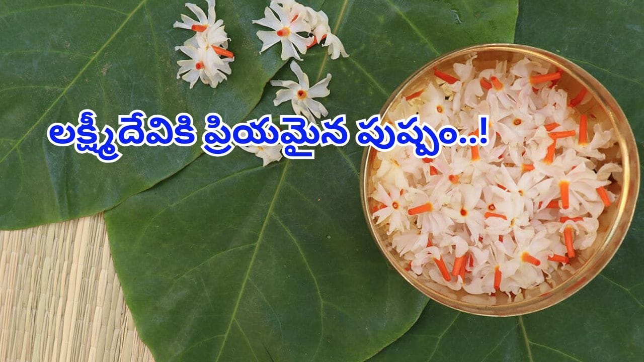 లక్ష్మీపూజలో అతి ముఖ్యమైనది ఈ పుష్పం..! మీ ఇంట్లో ఉంటే మీరు అదృష్టవంతులే..