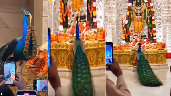 Viral Video: అయోధ్యలో అద్భుత దృశ్యం.. బాలరాముడి భక్తిలో నెమలి ఏం చేసిందో చూడండి..