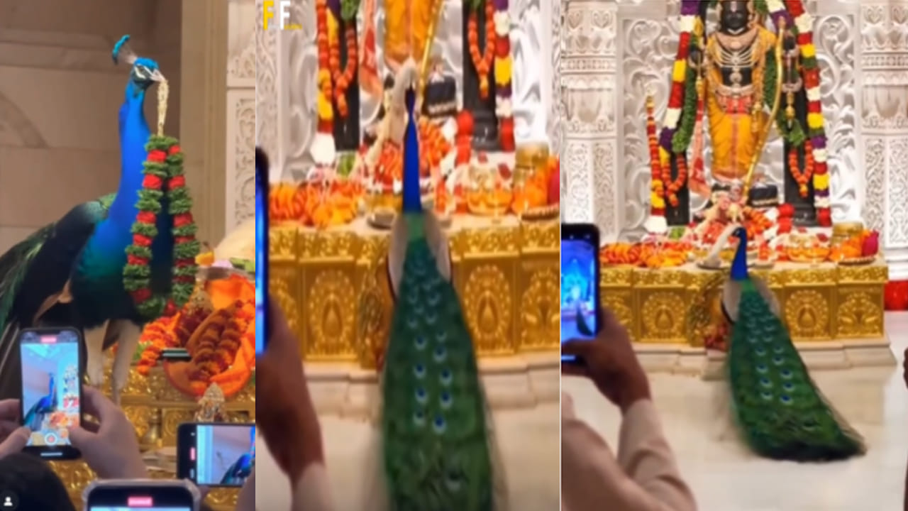 Viral Video: అయోధ్యలో అద్భుత దృశ్యం.. బాలరాముడి భక్తిలో నెమలి ఏం చేసిందో చూడండి..