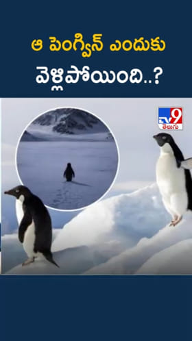 Penguin: ఆ పెంగ్విన్ ఒంటరిగా ఎందుకు వెళ్లిపోయింది..?